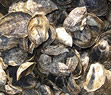Oyster Aquaculture