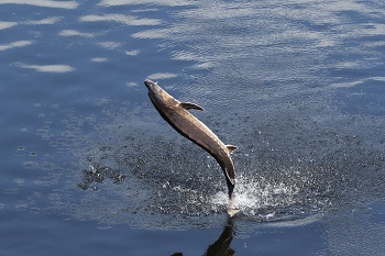 Atlantic sturgeon jumping in Kennebec R Augusta Photo by Kari Heistad