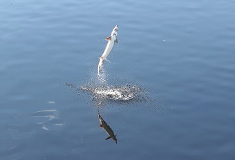 Atlantic sturgeon jumping in Kennebec R Augusta Photo by Kari Heistad