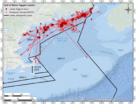 Map of tagging locations and recaptures in Area 1