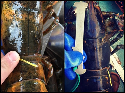 Photo of tagged lobster and one with gauge