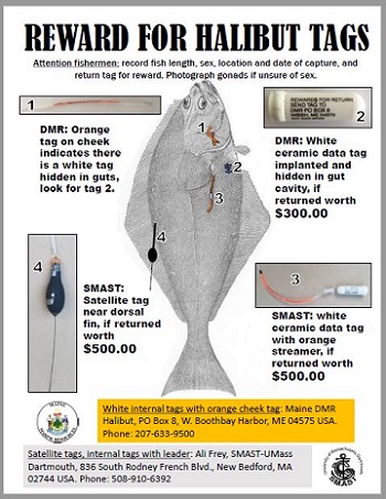 Select the picture for more information about halibut tags and rewards