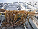 Kelp Aquaculture