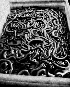 tray of marine worms