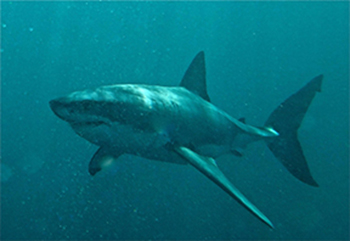 White Shark