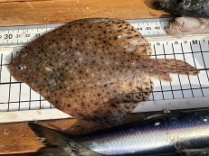 Windowpane flounder being measured