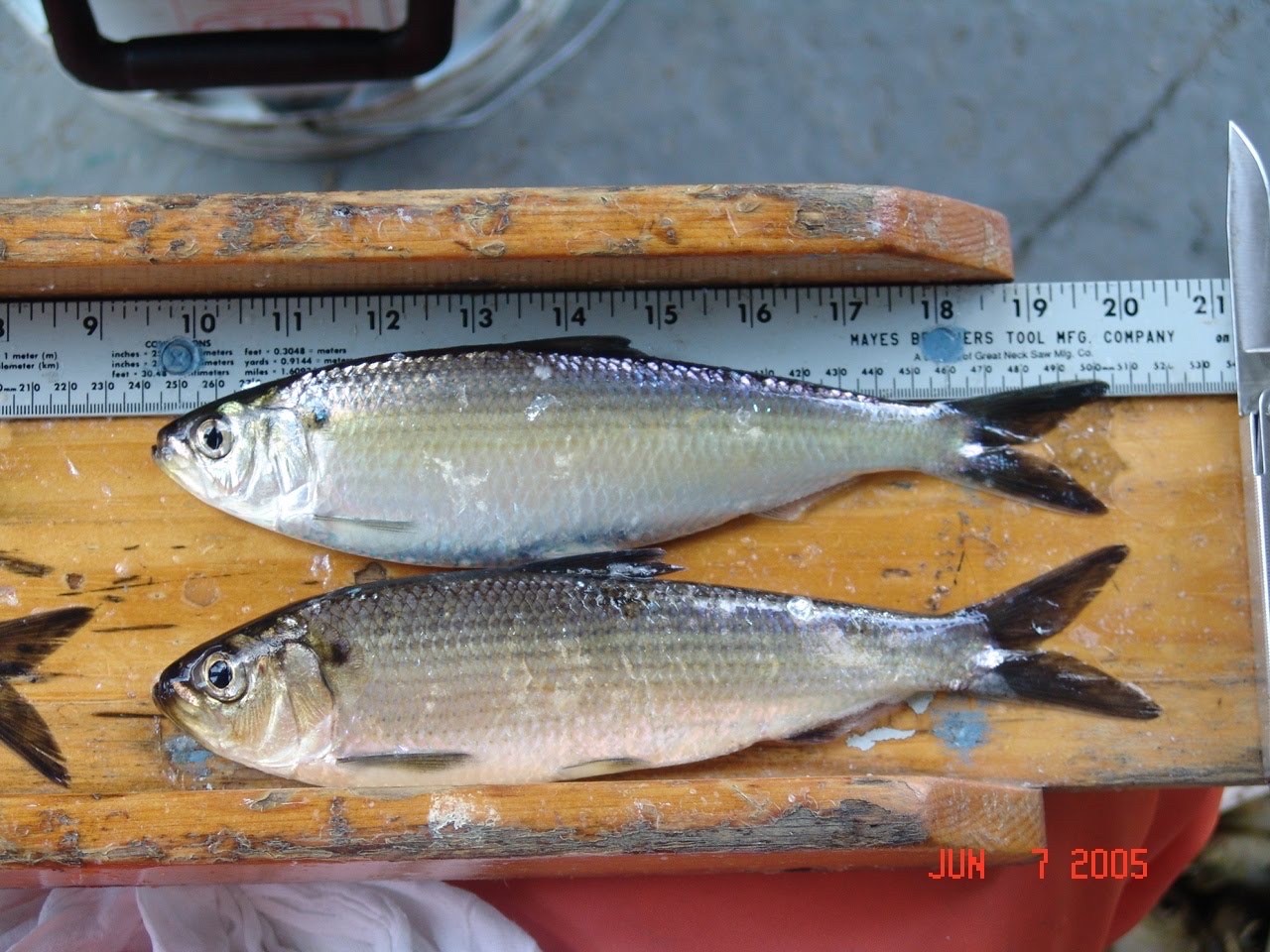 Alewife and Blueback Herring