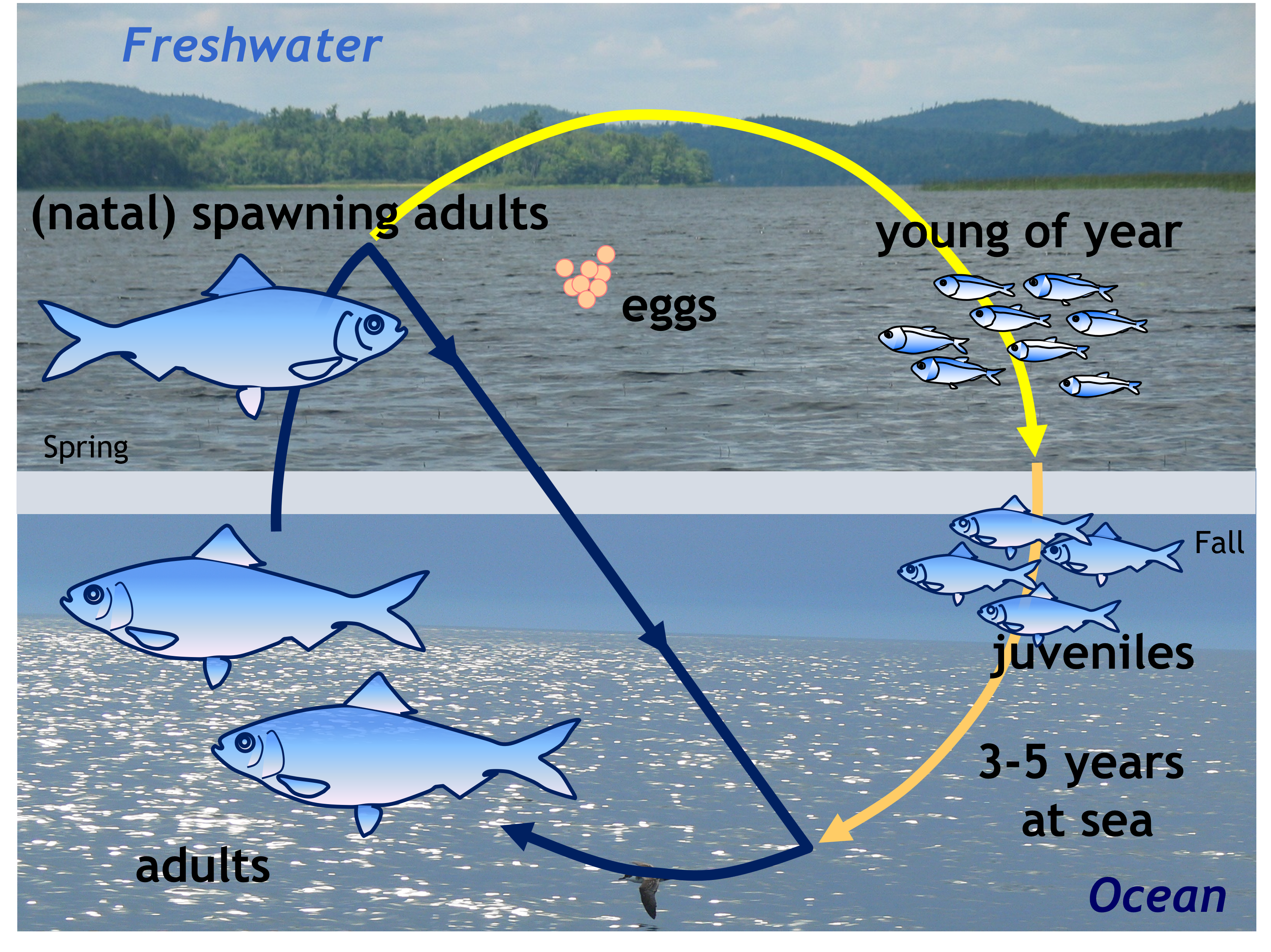 Alewife life cycle