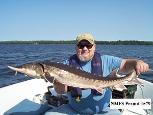 Atlantic Sturgeon