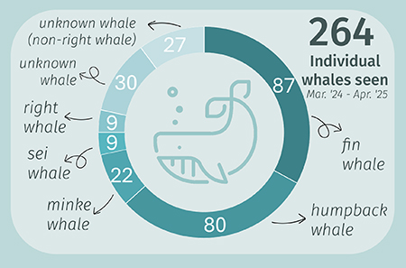 Individual Whales Seen