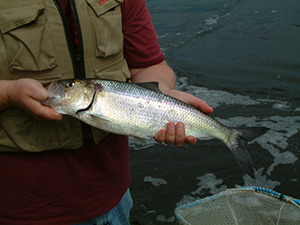 American shad