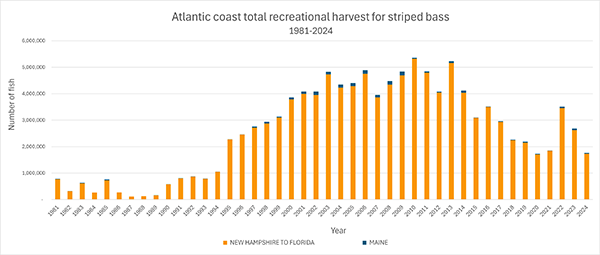 Atlantic Coast Striped Bass 2024 Total Harvest