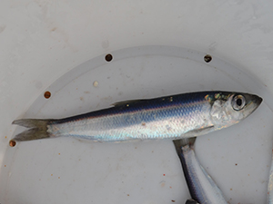 Blueback Herring