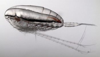 Copepod