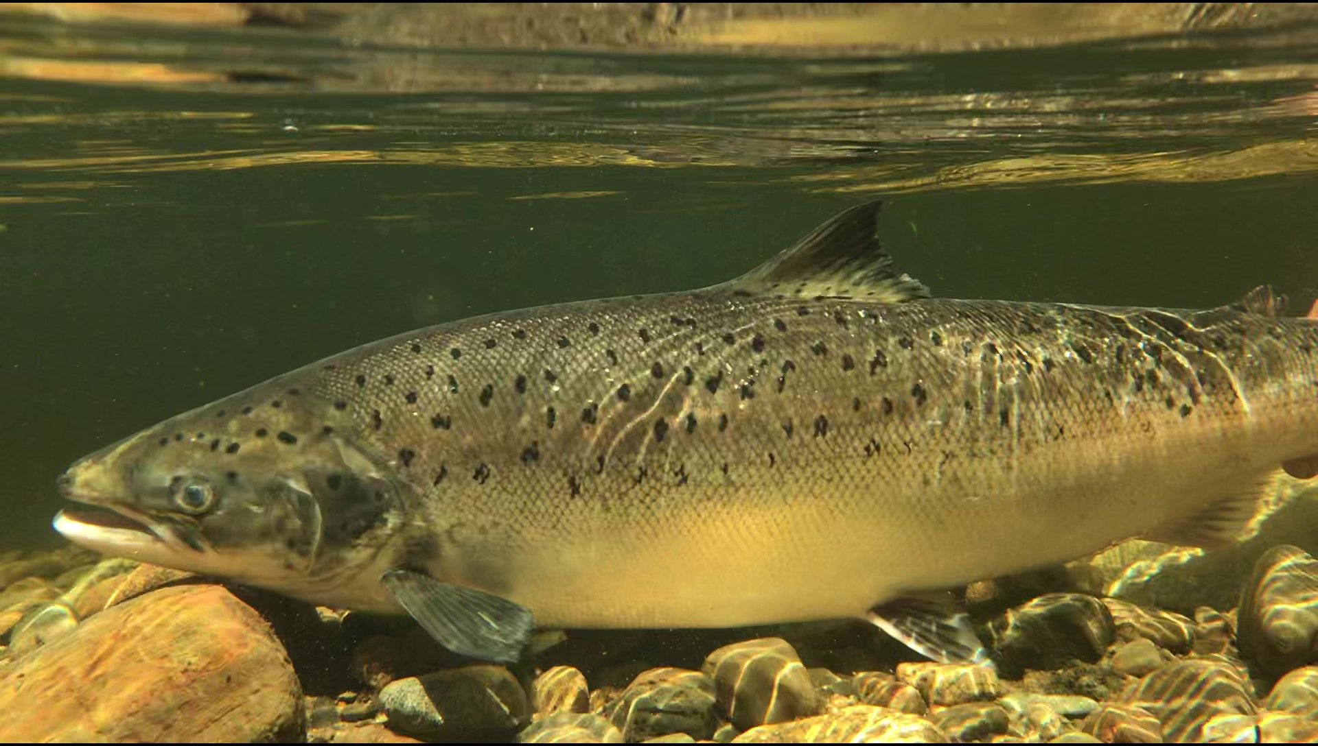 Atlantic salmon