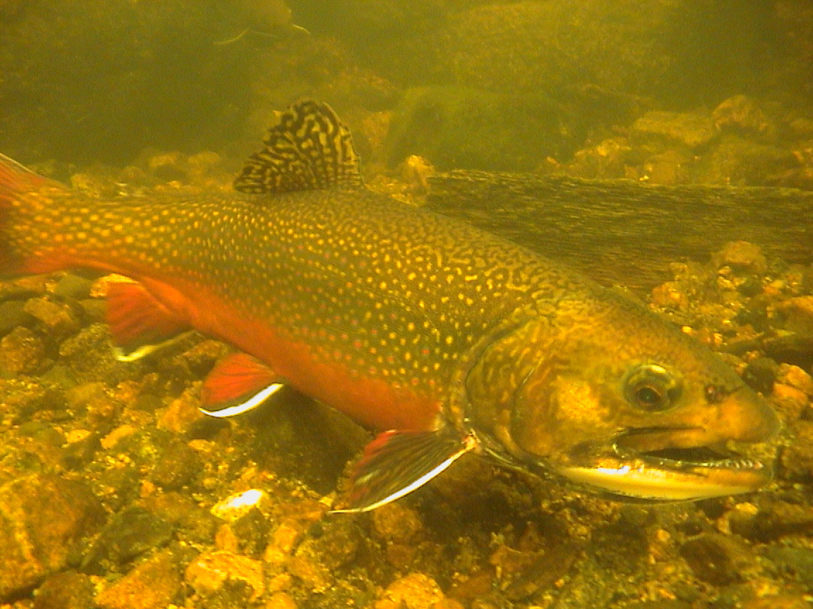 Sea-Run Brook Trout
