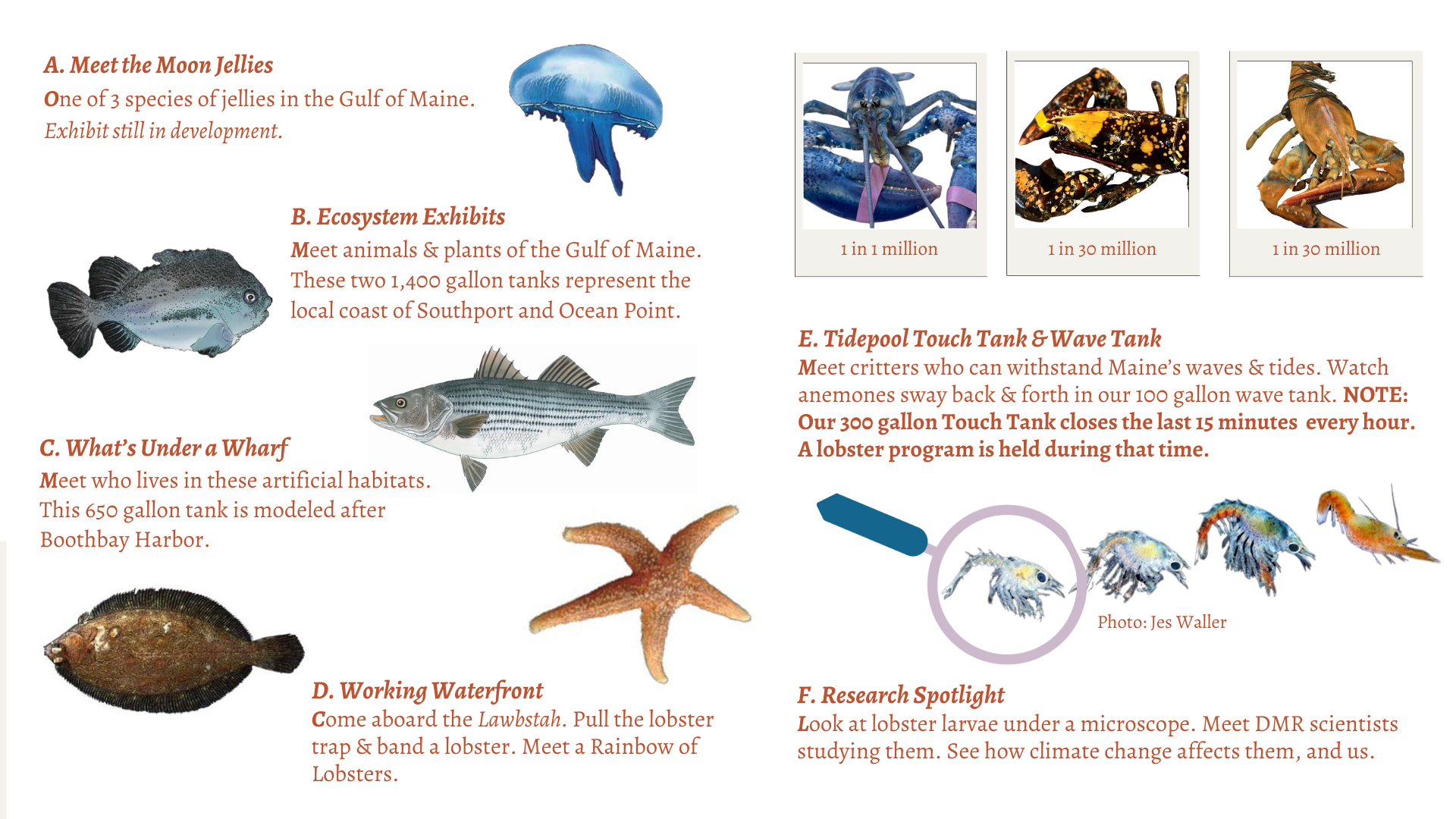 Description of Aquarium Exhibits