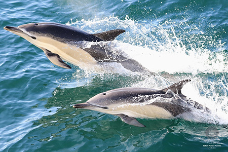 Dolphins