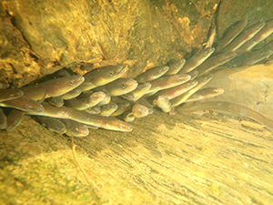 American eels
