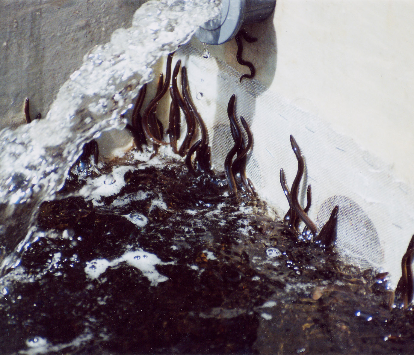 American eel