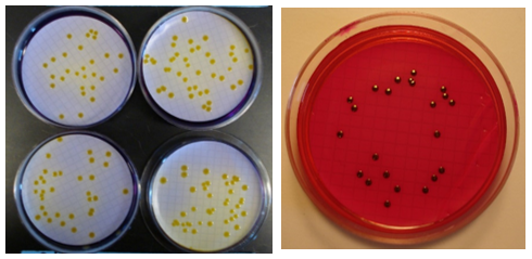 Figure 2. Left picture is a photo of thermotolerant bacteria colonies (the round yellow dots) on four different plates that were filtered, incubated, counted, and reported using the FDA approved filtration method for growing area water. The photo on the right is of total coliforms (the round metallic circles) on a plate that was filtered, incubated, counted, and reported using the FDA approved filtration method for dealer process water.
