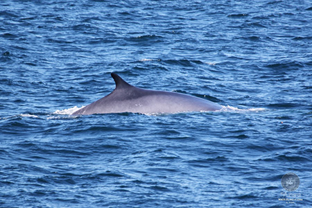Fin Whale