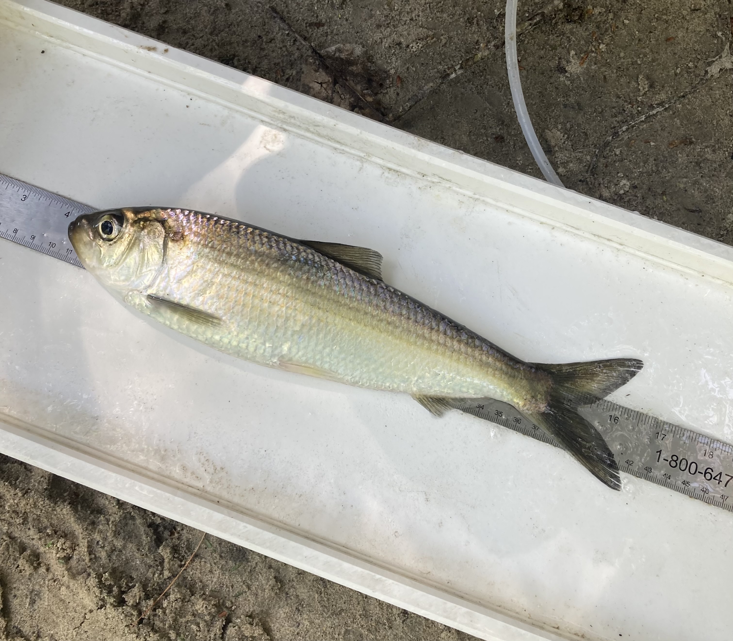 Alewife