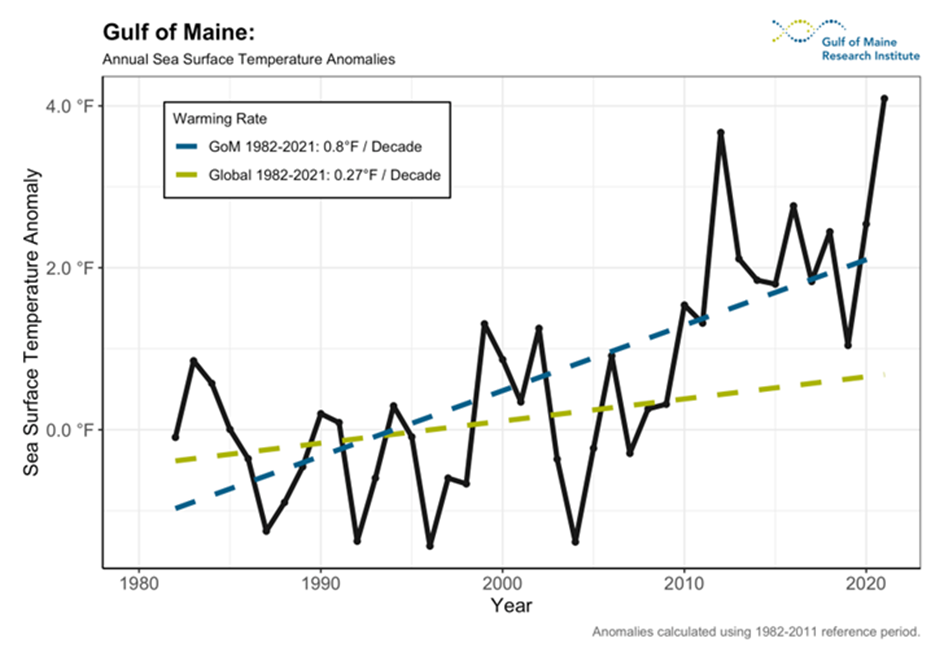 Timeseries of annual average SST for the Gulf of Maine (solid black line) from 1982 through 2022, illustrating that 2022 was the second warmest year on record. Long-term trendlines for the Gulf of Maine (blue) and the entire globe’s ocean surface (green) show how much more quickly the Gulf of Maine is warming compared to the rest of the world’s ocean (GMRI, 2023).