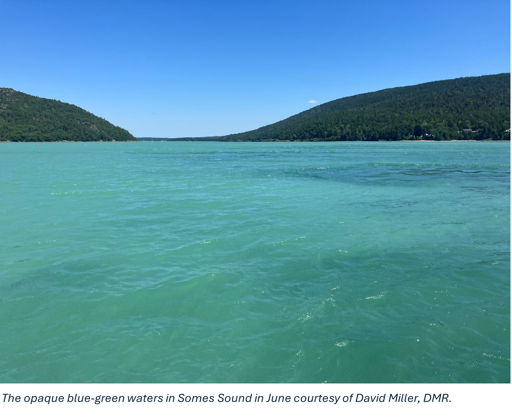 The opaque blue-green waters in Somes Sound in June courtesy of David Miller, DMR