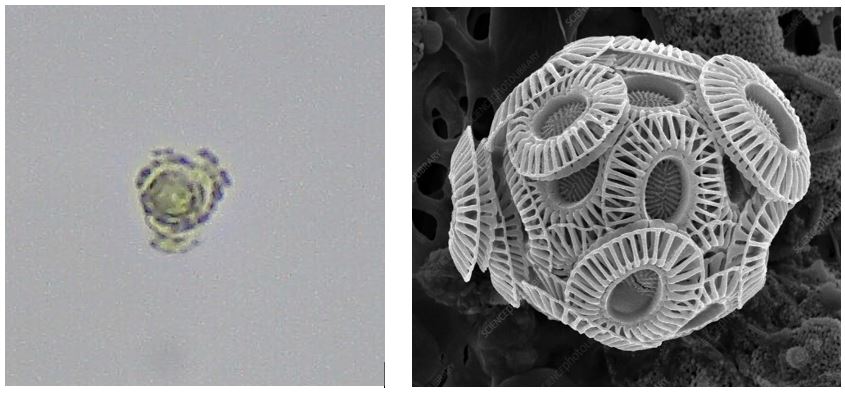 Left: Light microscope image of coccolithophore cell from the Somes Sound bloom under 40x magnification, courtesy of Brianna King, DMR. Right: Scanning electron microscope image of a coccolithophore cell, courtesy of Steve Gschmeissner, Science Photo Library.