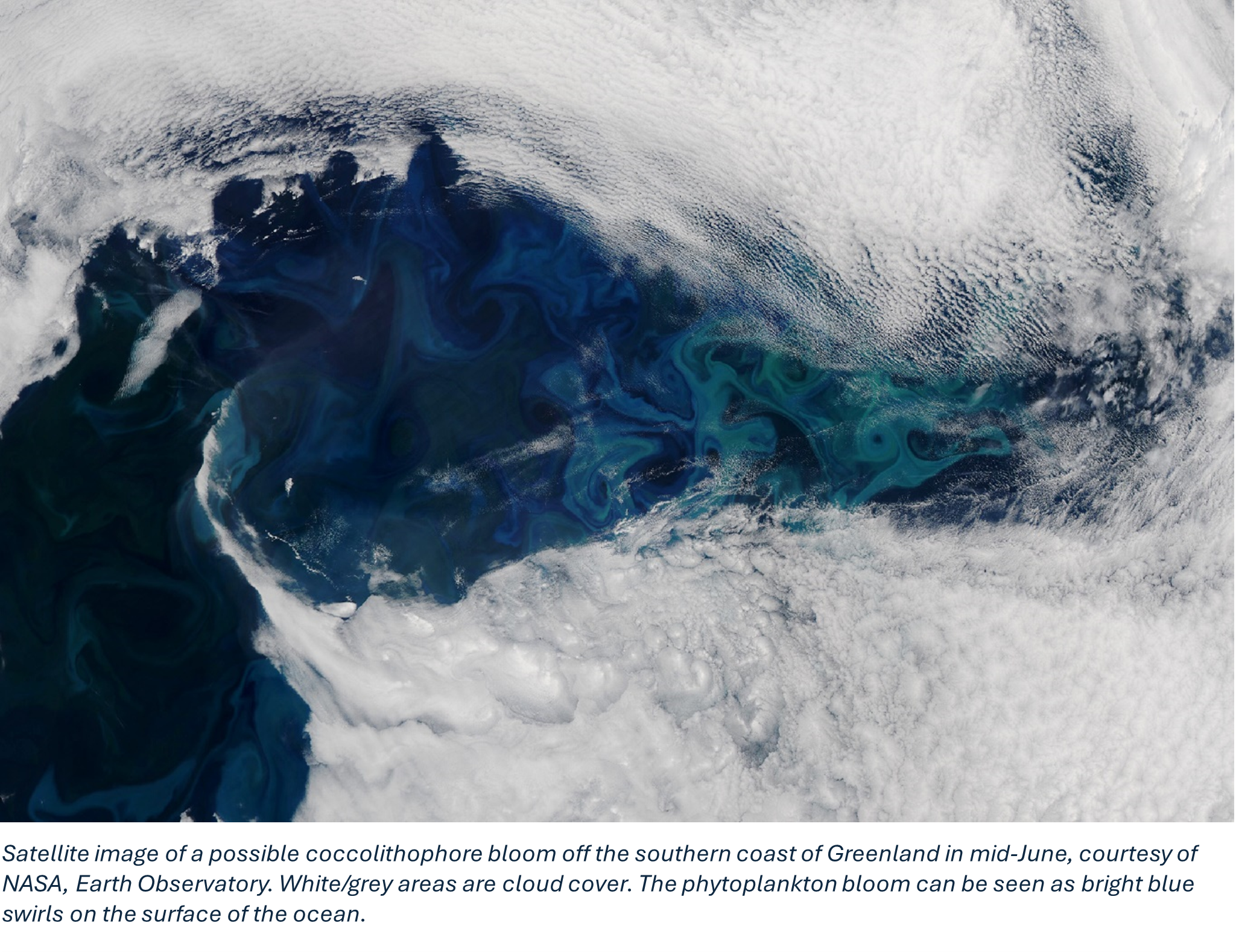 Satellite image of a possible coccolithophore bloom off the southern coast of Greenland in mid-June, courtesy of NASA