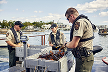 Lobster Inspection