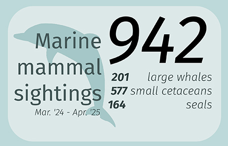 Marine Mammal Sightings