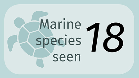 Marine Species Seen