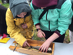 Measuring alewife