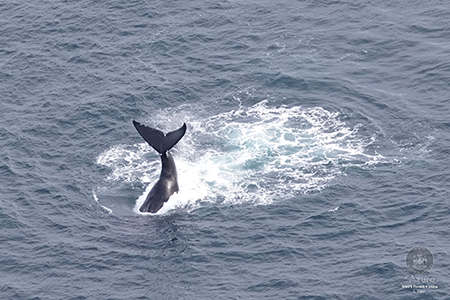 Right Whale NMFS Permit # 27066