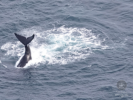 Marine Mammal Research