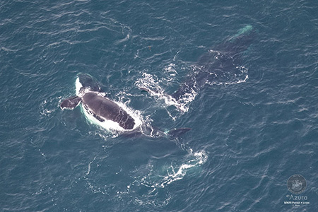 North Atlantic Right Whale