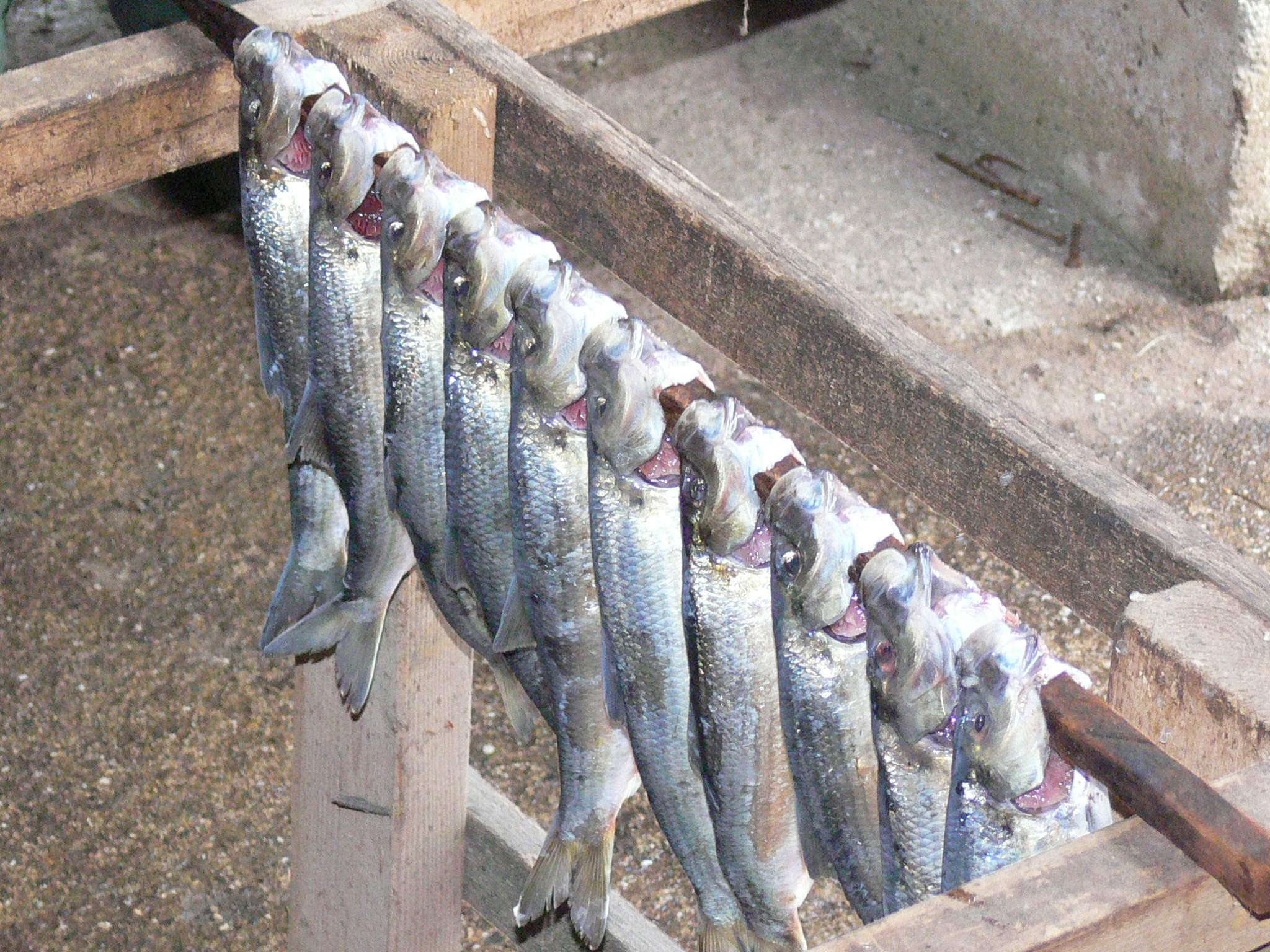 River herring