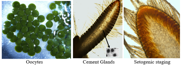 Oocytes_CementGlands_SetogenicStaging