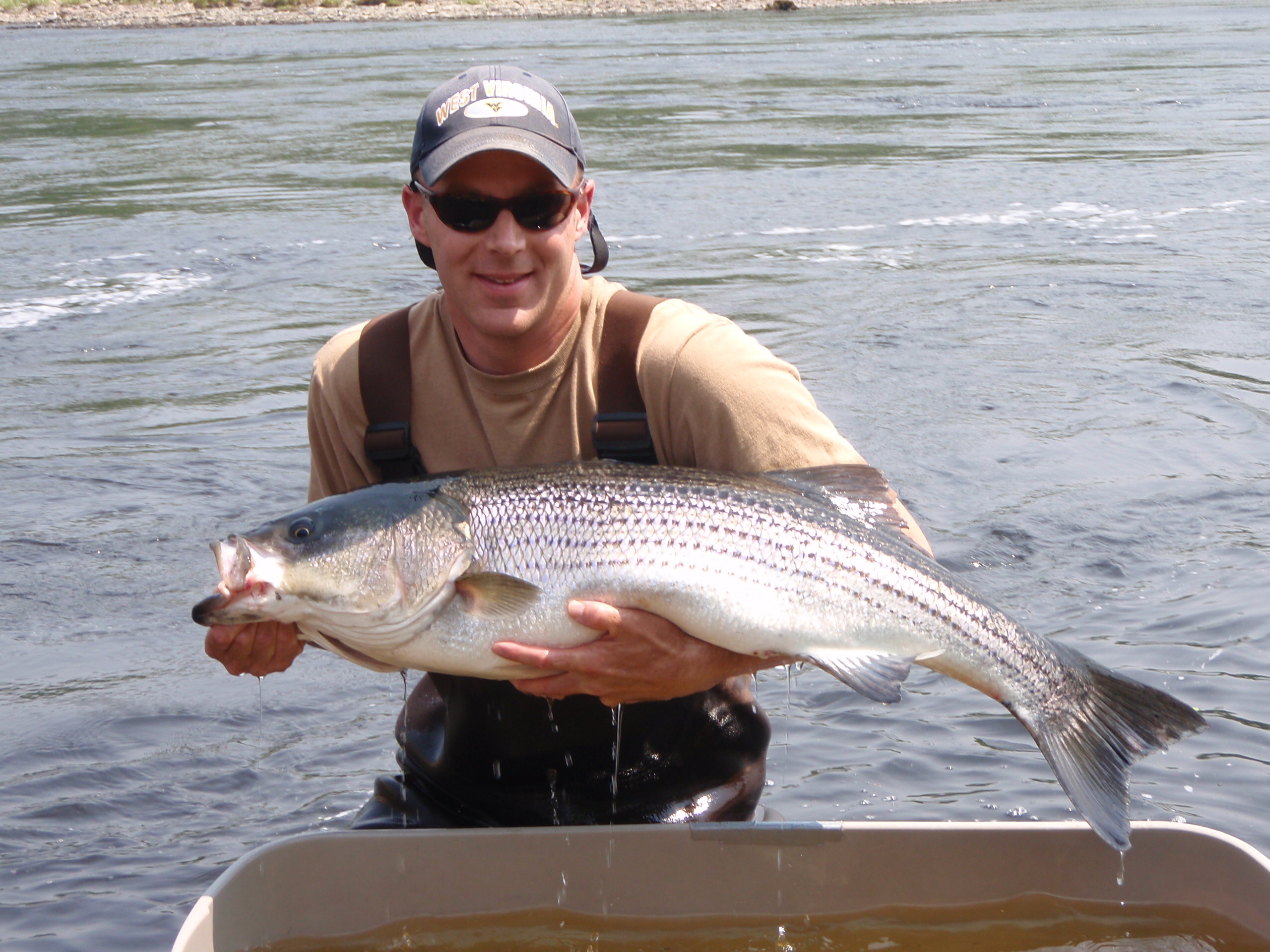 Striped Bass