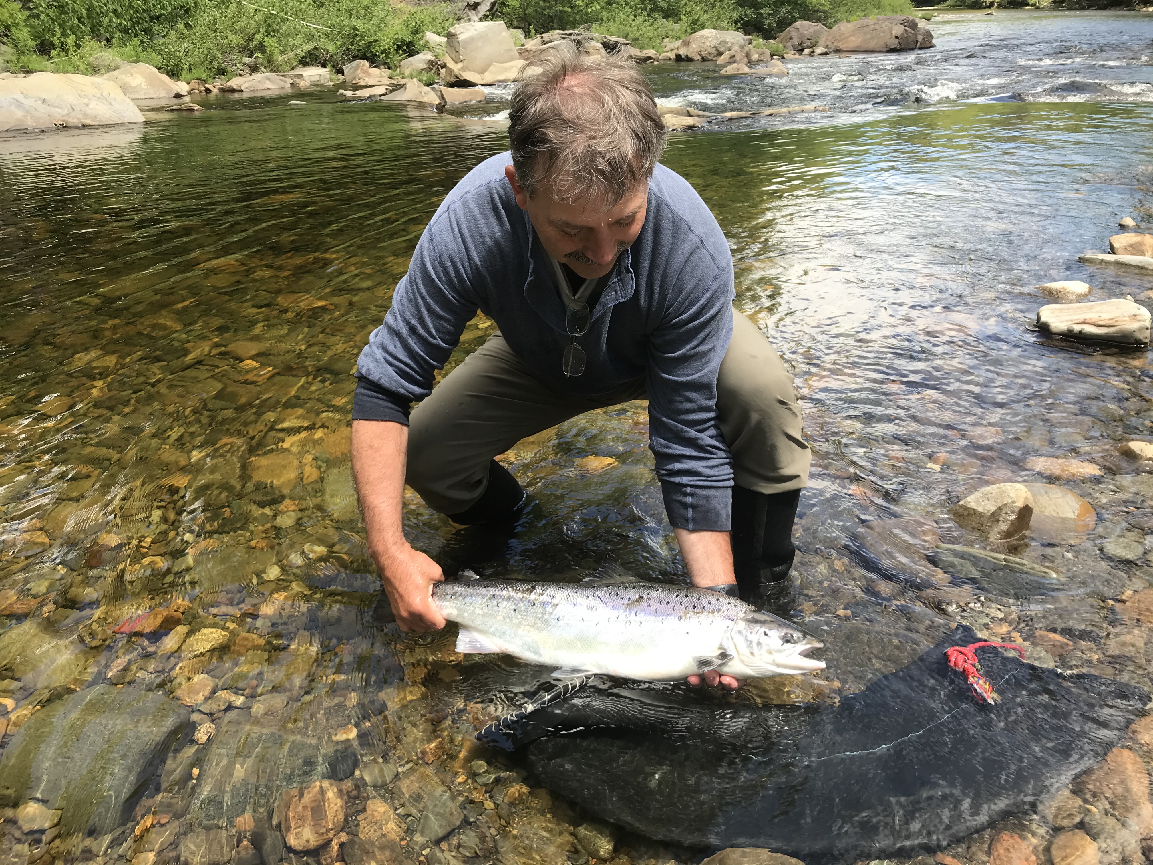 Atlantic salmon
