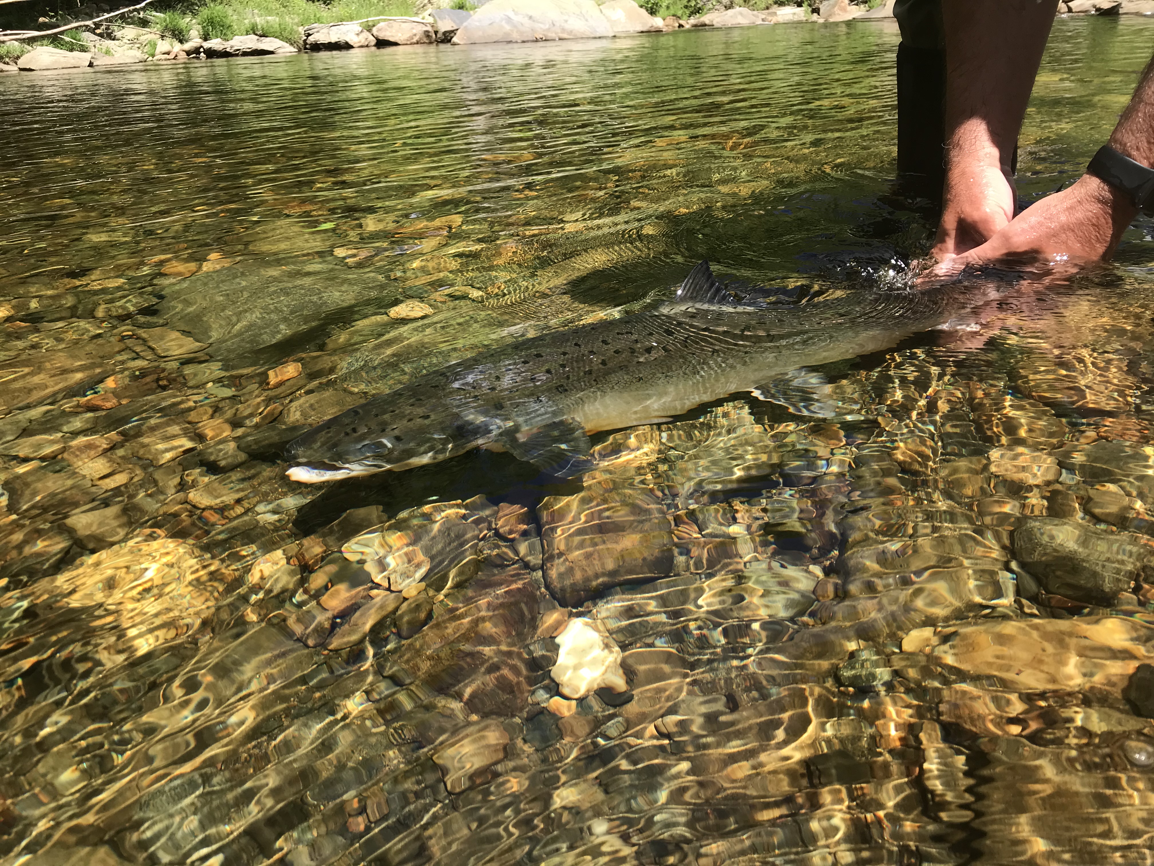 Salmon release