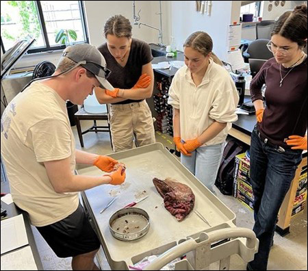Pelagic Lab Interns