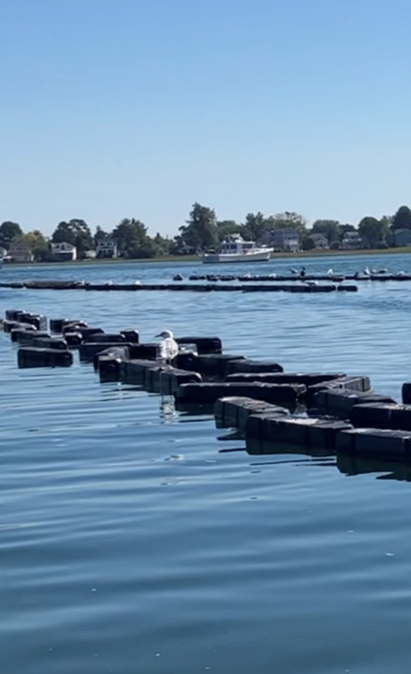 Figure 1.  Floating shellfish cages for relay