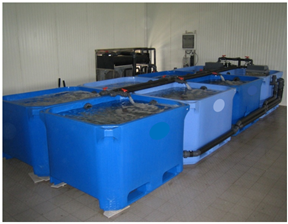 Figure 2.  Indoor tank system for depuration