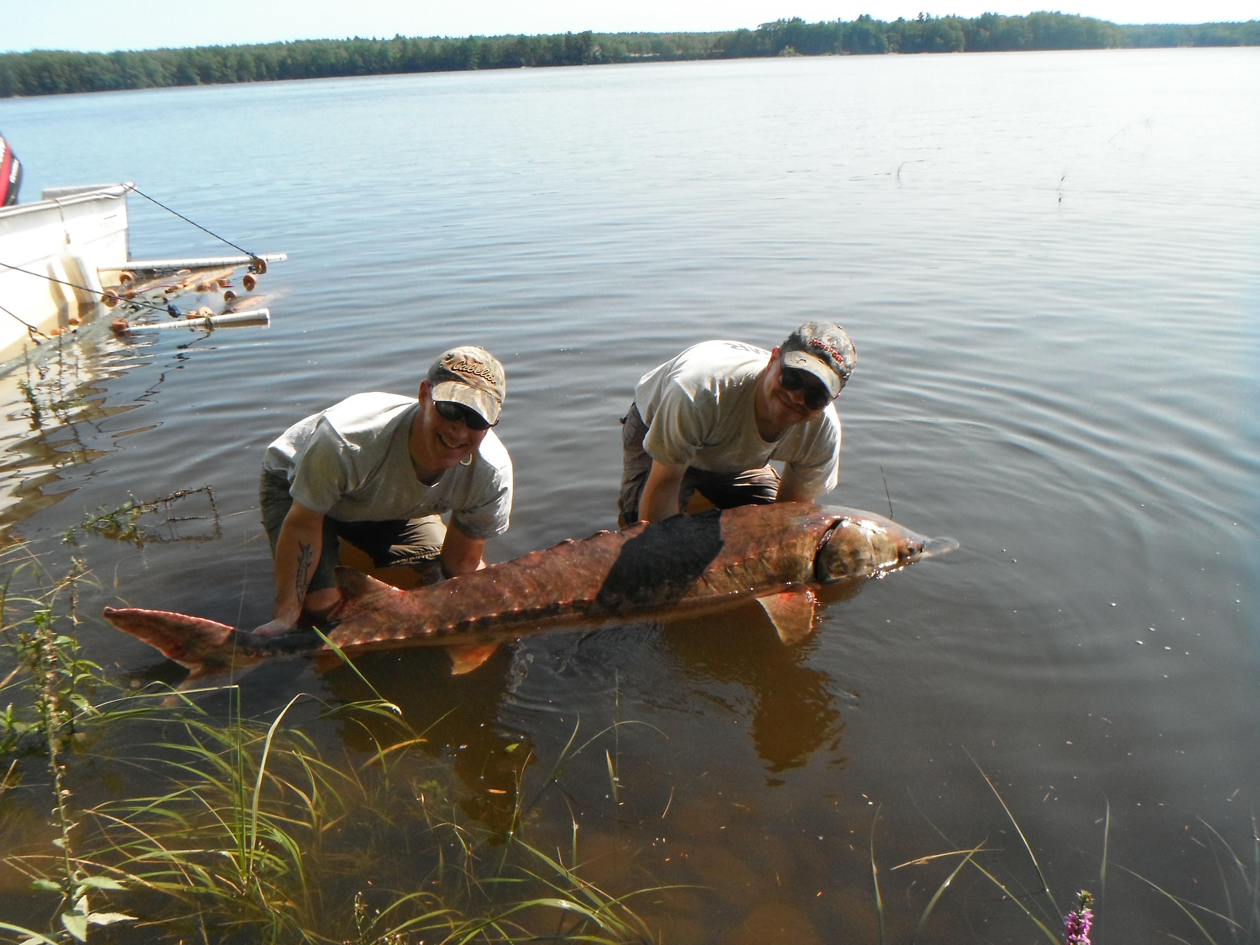 Atlantic Sturgeon
