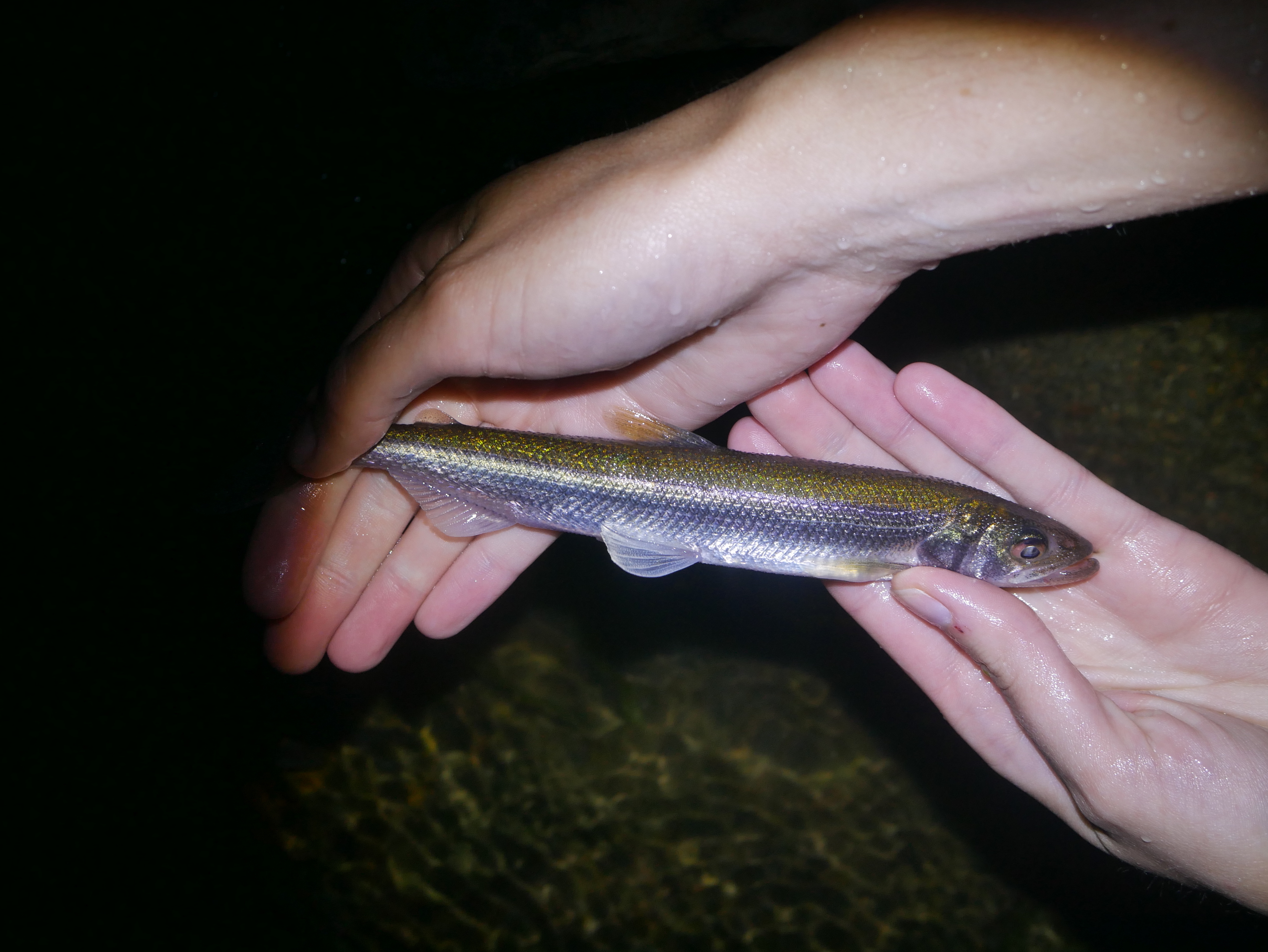 Rainbow smelt