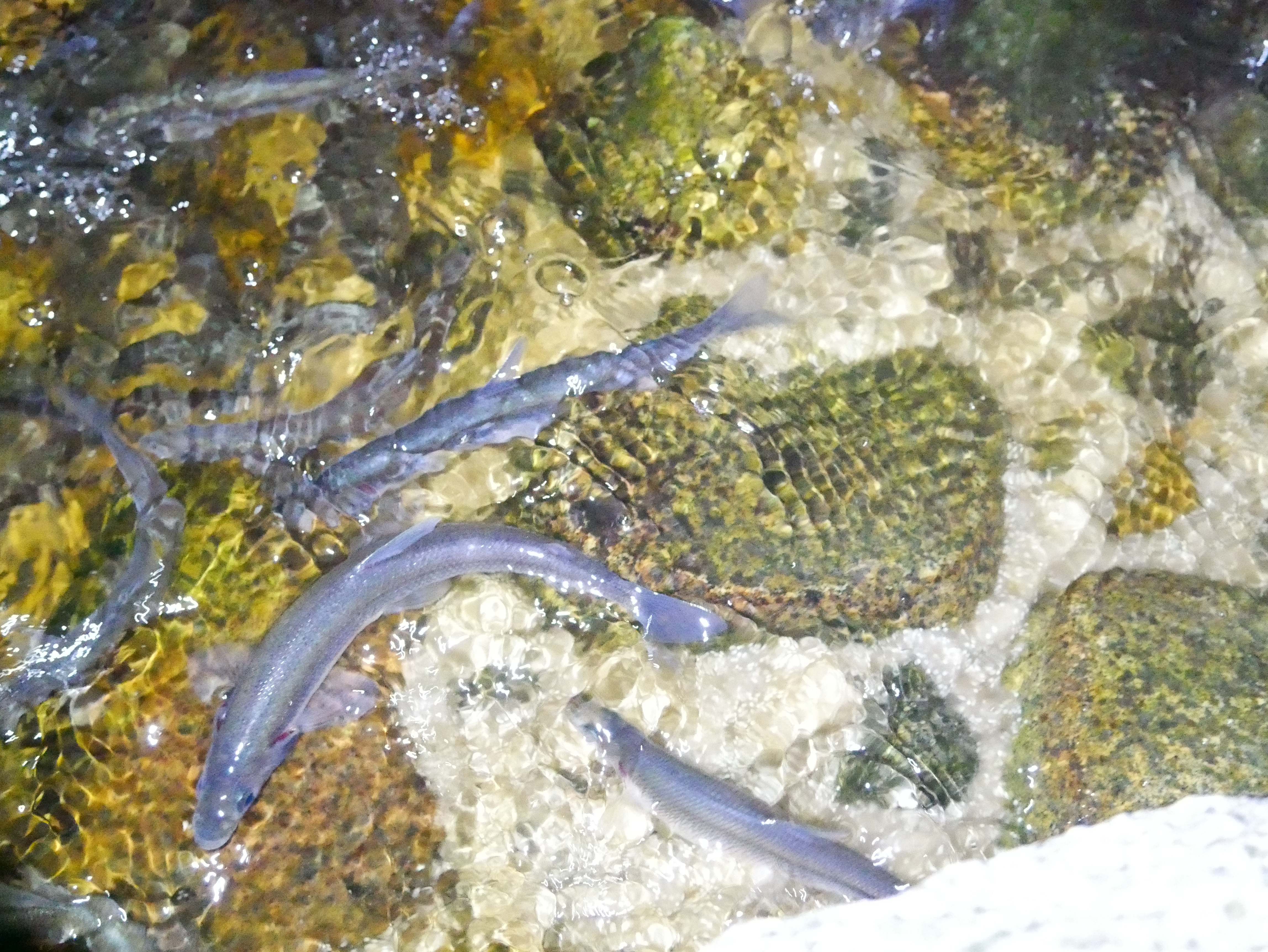 Rainbow smelt