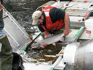 Atlantic salmon